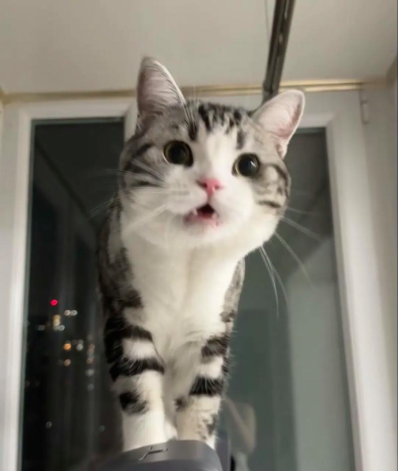起司猫多大就安静了，猫咪种类多，虎斑猫活泼，起司猫温顺，安静是亲昵表现