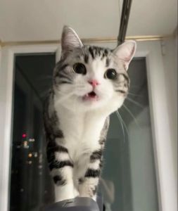 起司猫多大就安静了，猫咪种类多，虎斑猫活泼，起司猫温顺，安静是亲昵表现