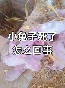 兔子死后主人哭他知道吗，兔子走了，主人心里难受，孩子到处找，灵魂去哪儿了？纪念它，慢慢接受现实
