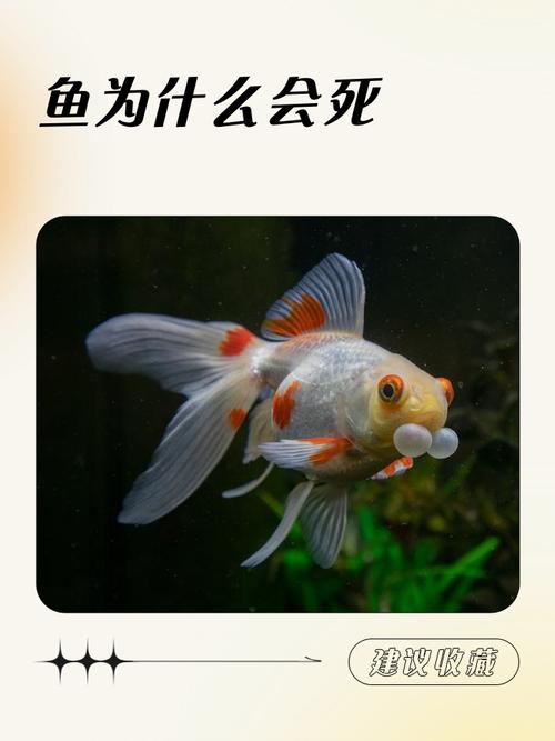 观赏鱼4天不喂会饿死吗,鱼饿死快慢不同,养鱼要科学喂食 观赏鱼4天不喂会饿死吗,鱼饿死快慢不同,养鱼要科学喂食