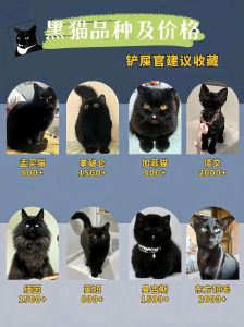 肉兔与侏儒兔杂交后代，健康饮食与和谐相处