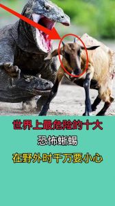 被自己家养的蜥蜴咬了会中毒吗，蜥蜴咬人一般不中毒，小心伤口发炎，肥皂水清洗
