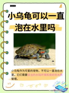 乌龟翻身在水里会淹死嘛，小乌龟仰面求助，主需帮忙扶正