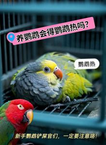 养鹦鹉就会得鹦鹉热吗，养鸟得注意！别让鹦鹉热找上门