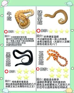 所有野生蛇类都是保护动物，保护与误解