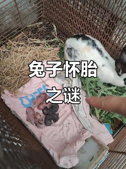 生肖兔配什么生肖好，属兔配属羊属狗属猪属蛇，属牛属猴也合适，但关键看性格合不合