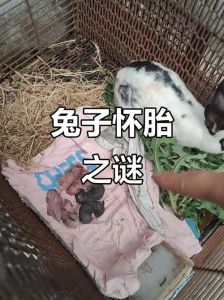 生肖兔配什么生肖好，属兔配属羊属狗属猪属蛇，属牛属猴也合适，但关键看性格合不合