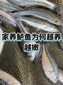 鲈鱼养鱼缸里容易死吗，水质喂食空间和温度要点