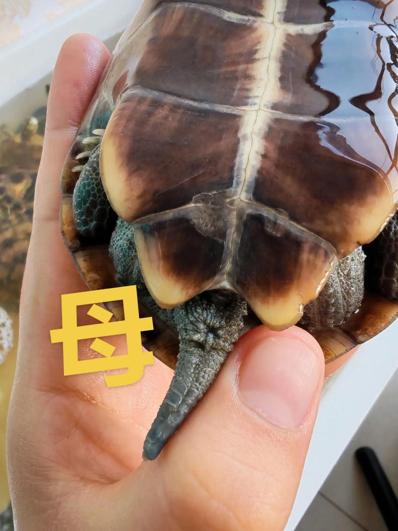 养蜥蜴龟违法吗，养蜥蜴龟当宠物？先看法律！