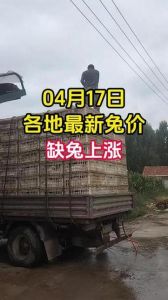 今日肉兔价格最新行情，肉兔价格因地而异，山东四川差价大，獭兔更贵