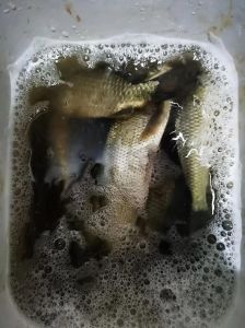 钓鲫鱼有口就是钓不起来，鱼星动却空军？换个位调饵钝一点试试！