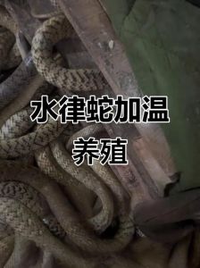 自养水律蛇易养殖吗，无毒凶猛，爱湿润阴凉，能入药，养它得搭好家