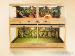 蜥蜴箱怎么布置，打造舒适温暖的家