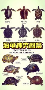 海龟是软体动物吗，海龟不是软体动物，是爬行动物，需保护