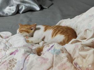 猫给人带来什么乐趣，养猫真舒服，解压又有趣，心情变好！