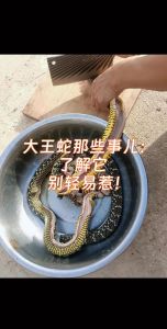吃油卤大王蛇犯法吗，吃野味犯法吗？蛇肉能否吃？