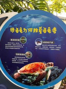 海龟每小时行进多少米，陆地慢如龟，海洋快如豹