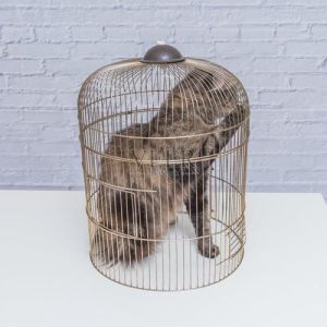 猫笼子一天关几小时合适，养猫老铁注意！猫咪关笼子多久合适？