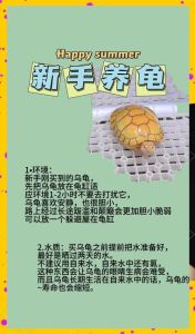 乌龟适应环境要多久，新龟到家别心急，耐心等适应，水温和环境要做好