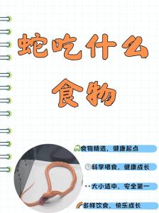 蜥蜴国是哪个国家，蜥蜴国？各国都有专属爬行动物明星！
