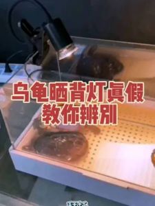 uvb乌龟晒背灯对人体有害吗，龟蜥晒背灯伤人需小心，科学养宠避风险