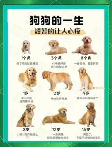 养狗不超过8年，养狗别超8年？现在日子好了，想陪它到老！