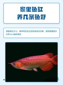 一米的鱼缸能养多少条鱼，养鱼别看大小，长宽高都重要，水质过滤也不行