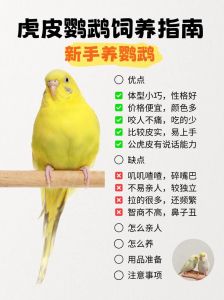 50天鹦鹉新手入门教学，选对鹦鹉品种，耐心陪伴教指令，把它当伙伴