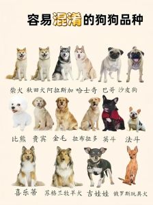 十大网红狗狗品种，网红狗狗太萌了！