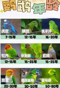 鹦鹉最少需要静养几天，新手养鹦鹉，静养一周帮它适应新家