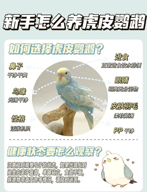 图片0天手养详细教程鹦鹉吧,责任与乐趣并存 图片0天手养详细教程鹦鹉吧,责任与乐趣并存