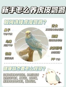 图片0天手养详细教程鹦鹉吧，责任与乐趣并存