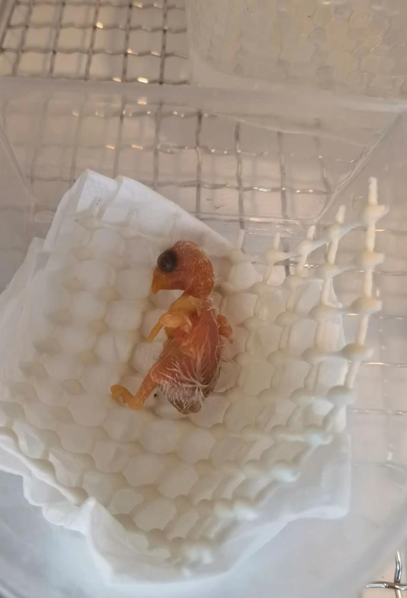 图片0天手养详细教程鹦鹉吧,责任与乐趣并存 图片0天手养详细教程鹦鹉吧,责任与乐趣并存