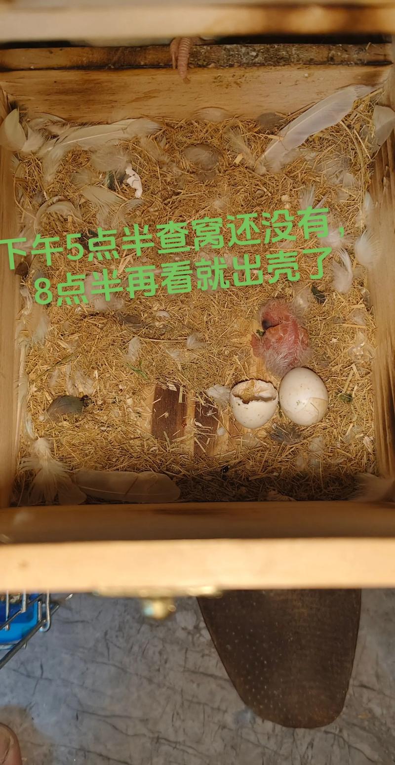 图片0天手养详细教程鹦鹉吧,责任与乐趣并存 图片0天手养详细教程鹦鹉吧,责任与乐趣并存