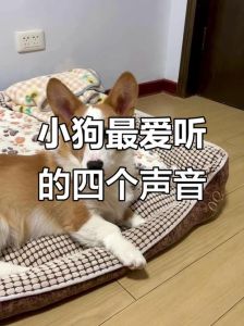 吸引狗过来的声音,狗狗爱听哨声和呼唤,懂人语,嚎叫表达心情,零食声最诱惑 吸引狗过来的声音,狗狗爱听哨声和呼唤,懂人语,嚎叫表达心情,零食声最诱惑
