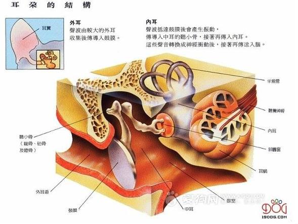 公狗海绵器官结构图清晰图,勃起交配与绝育 公狗海绵器官结构图清晰图,勃起交配与绝育