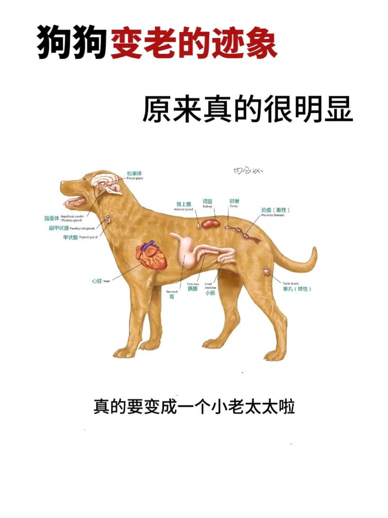 公狗海绵器官结构图清晰图,勃起交配与绝育 公狗海绵器官结构图清晰图,勃起交配与绝育