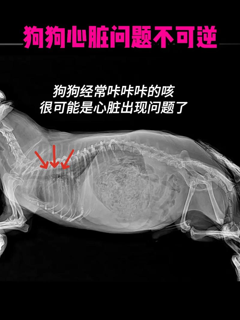 公狗海绵器官结构图清晰图,勃起交配与绝育 公狗海绵器官结构图清晰图,勃起交配与绝育