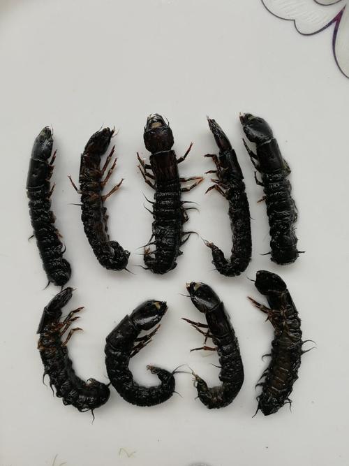 水蜈蚣爬沙虫,溪流小美味,生态好侦探 水蜈蚣爬沙虫,溪流小美味,生态好侦探