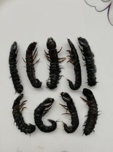 水蜈蚣爬沙虫，溪流小美味，生态好侦探