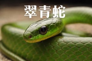 蛇是二级保护动物吗，保护危险难吃心理障碍