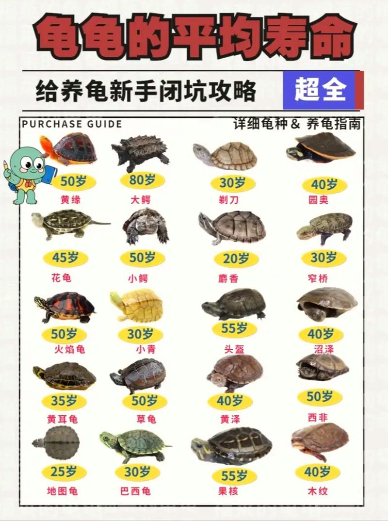 乌龟在陆地上生活了多久,乌龟陆地能活多久?看种类环境 乌龟在陆地上生活了多久,乌龟陆地能活多久?看种类环境
