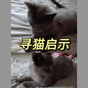 猫自己跑出去了怎么找，自家猫跑丢别慌，头一小时找对关键地！