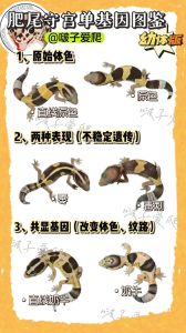 守宫活多久，守宫寿命多久？家养技巧看这里！