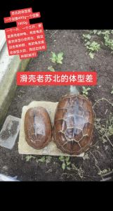 金线龟是什么龟类，金线龟养着易掉金线，健康养龟更关键