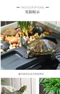 巴西龟放水里还是地上，巴西龟爱水陆，打造舒适环境保健康