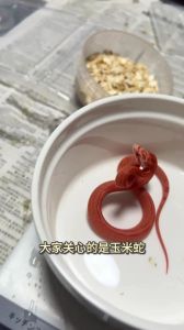蛇类养殖，广西蛇博园，效益好！