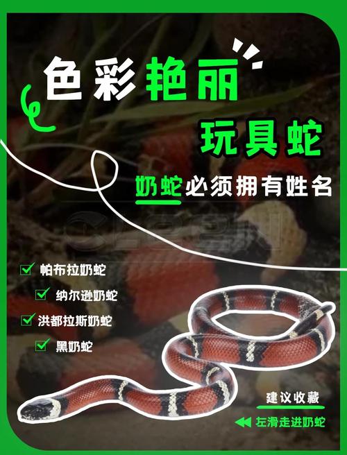女人养公蛇好还是母蛇，公蛇母蛇哪个好？颜色性情看母，选蛇看喜好条件