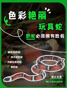女人养公蛇好还是母蛇，公蛇母蛇哪个好？颜色性情看母，选蛇看喜好条件