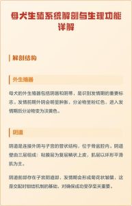 母犬雌性生殖系统图，发情期护理与绝育选择